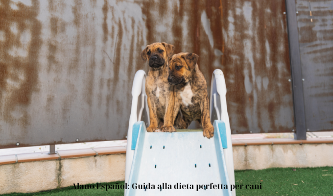 Alano Español: Guida alla dieta perfetta per cani