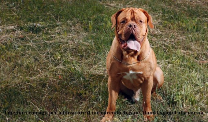 I migliori consigli per addestrare il tuo cucciolo di cane Alano Español alla cuccia