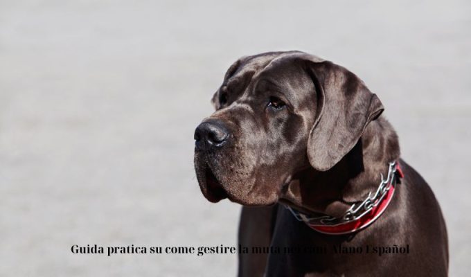 Guida pratica su come gestire la muta nei cani Alano Español