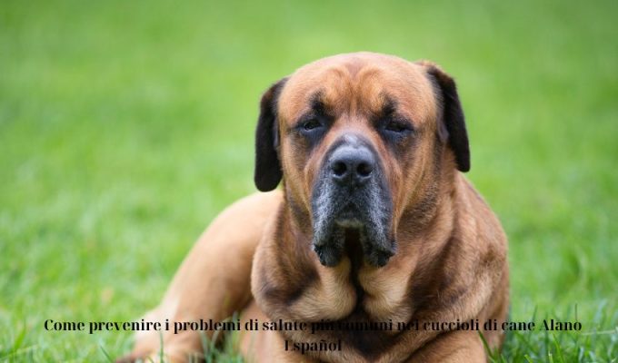 Come prevenire i problemi di salute più comuni nei cuccioli di cane Alano Español