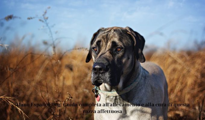 Alano Español Dog: Guida completa all’allevamento e alla cura di questa razza affettuosa