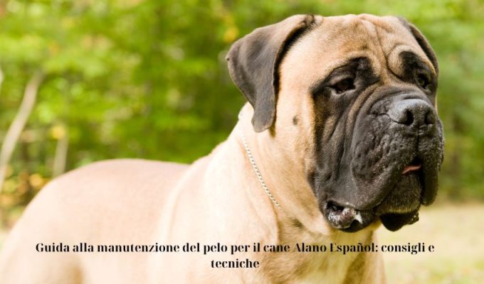 Guida alla manutenzione del pelo per il cane Alano Español: consigli e tecniche