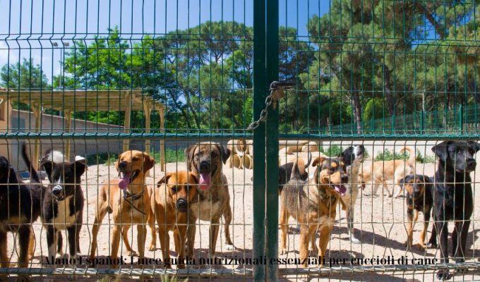 Alano Español: Linee guida nutrizionali essenziali per cuccioli di cane