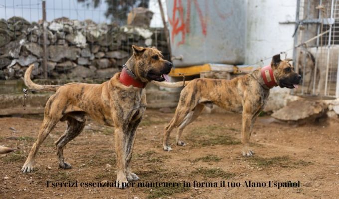 Esercizi essenziali per mantenere in forma il tuo Alano Español