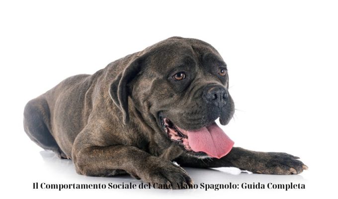 Il Comportamento Sociale del Cane Alano Spagnolo: Guida Completa