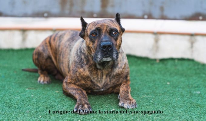 L’origine dell’Alano: la storia del cane spagnolo