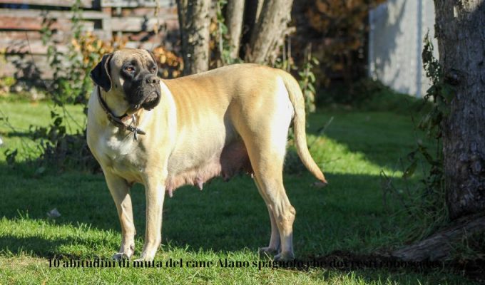 10 abitudini di muta del cane Alano spagnolo che dovresti conoscere