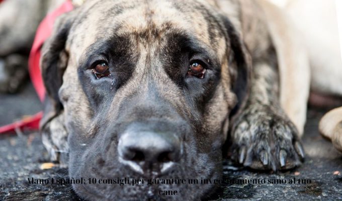 Alano Español: 10 consigli per garantire un invecchiamento sano al tuo cane