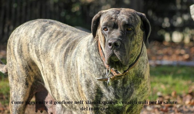 Come prevenire il gonfiore nell’Alano Español: consigli utili per la salute del tuo cane